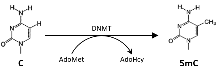 Methylation of cytosine in DNA via DNA methyltransferase and S-adenosyl-L-methionine