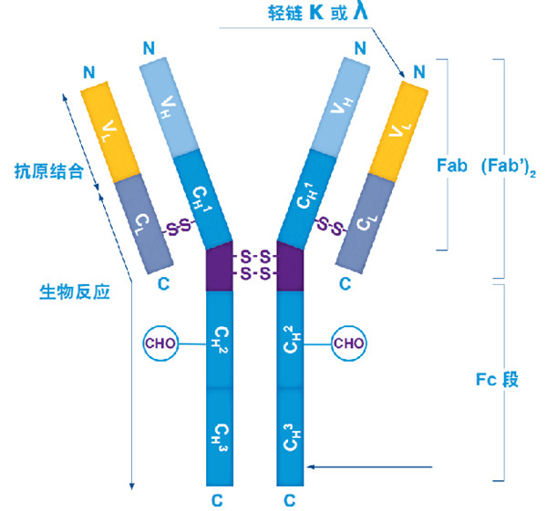 BioVendor游离轻链(FLC)