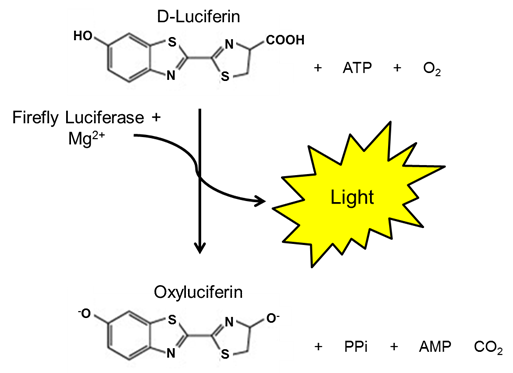 Luciferase Assay System