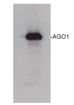 AGO1|Argonaute 1